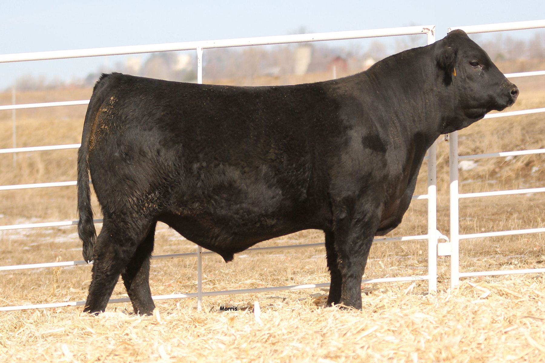 Magness Land & Cattle Western Slope Bull Sale – Limousin365