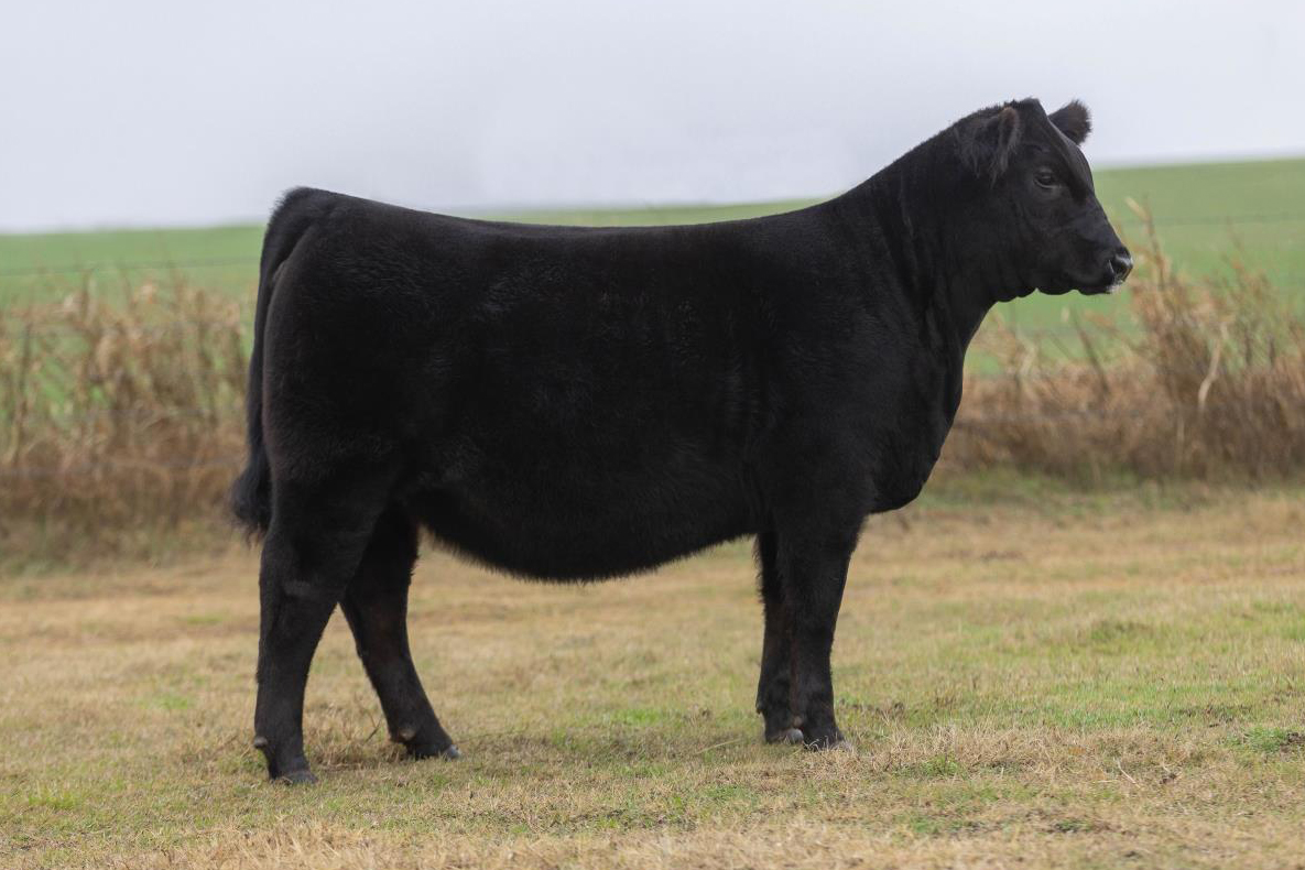 Lawrence Family Limousin Cattlemen’s Congress Elite Show Heifer Sale ...