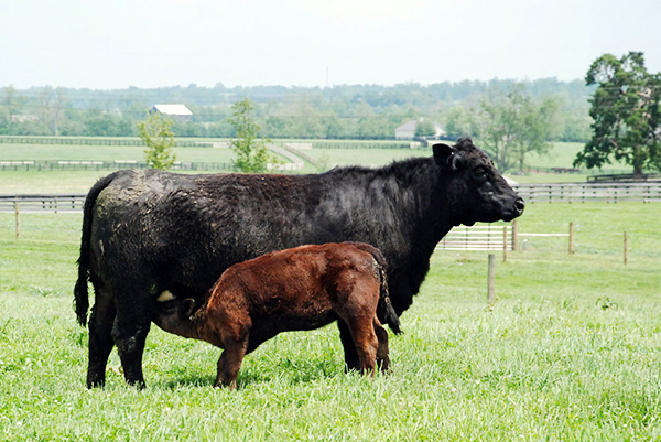 Cow-Calf Image