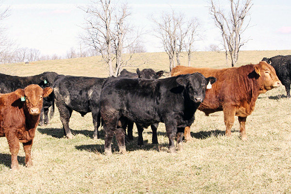 Group of Herd Bulls