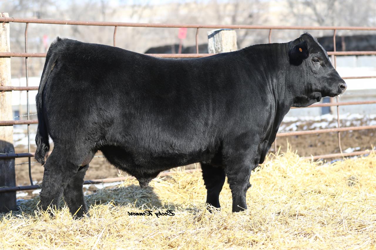 Hunt Limousin Ranch Heritage Online Bull Sale – Limousin365