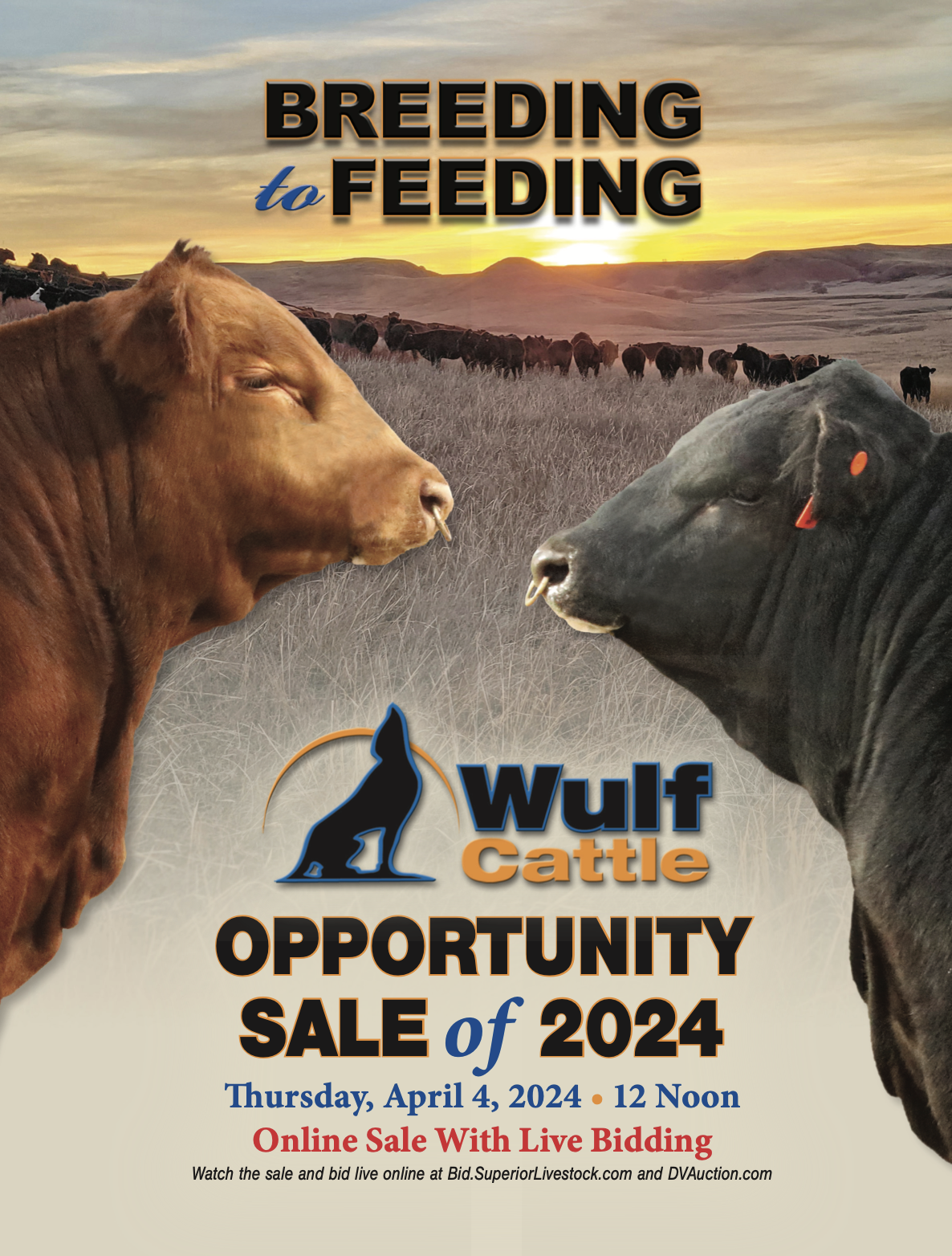 Wulf Cattle Opportunity Sale of 2024 – Limousin365